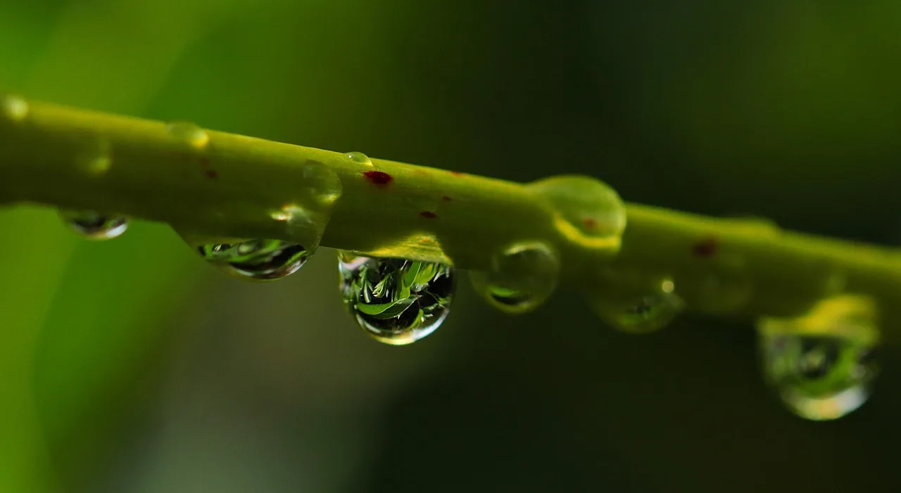 Macro fotografie: de verborgen wereld van dichtbij