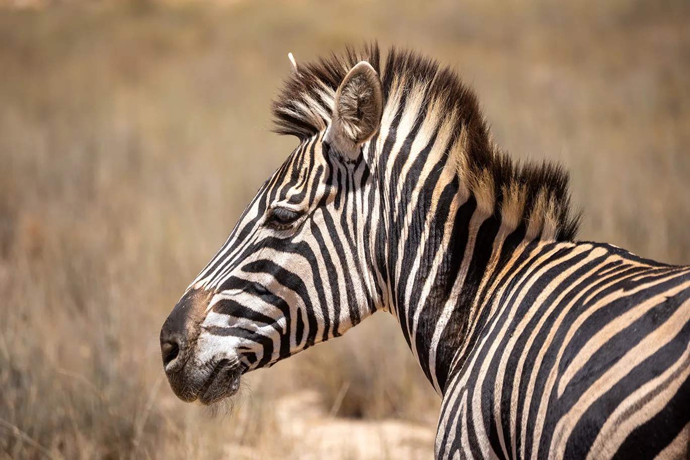Wildlife fotografie dieren: dieren in hun habitat vastleggen