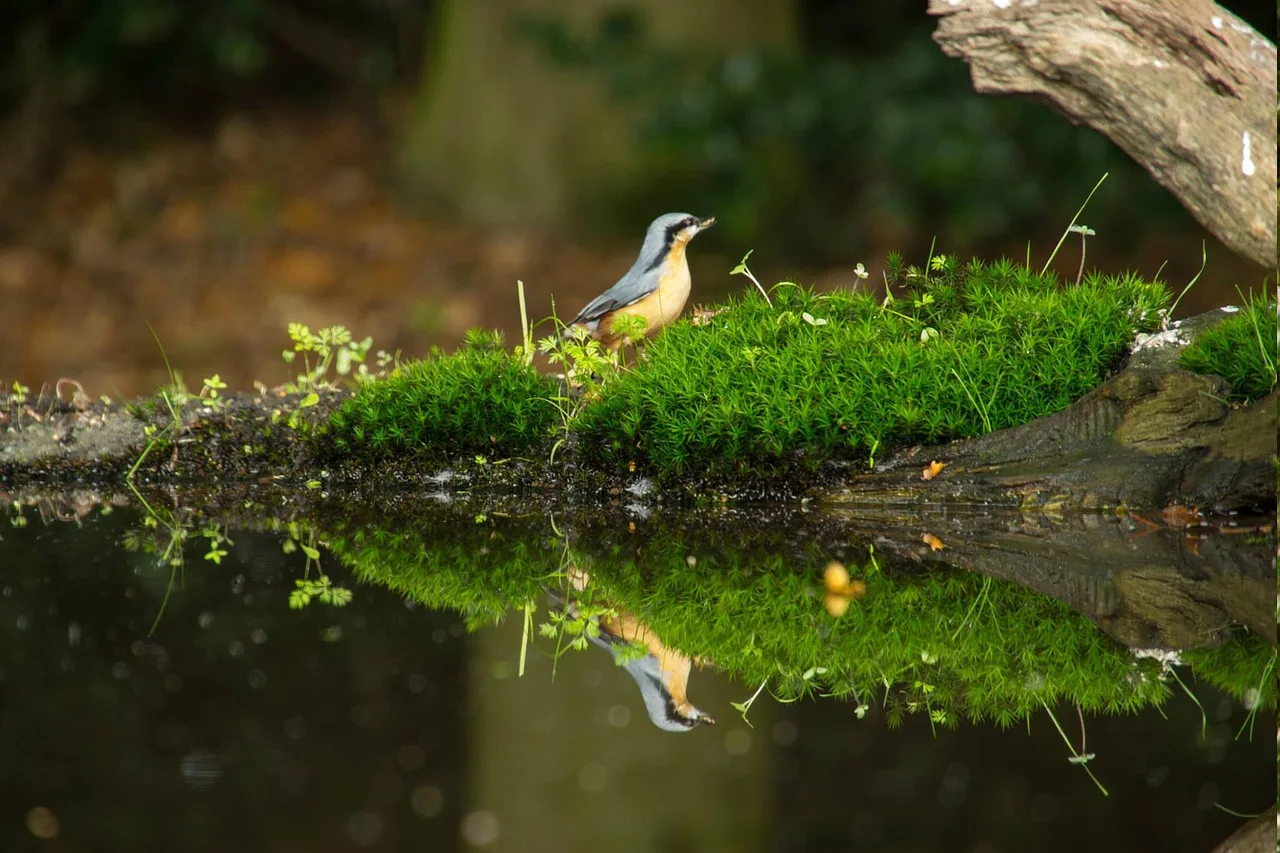 Spiegeling fotografie: maak creatieve foto's met reflecties